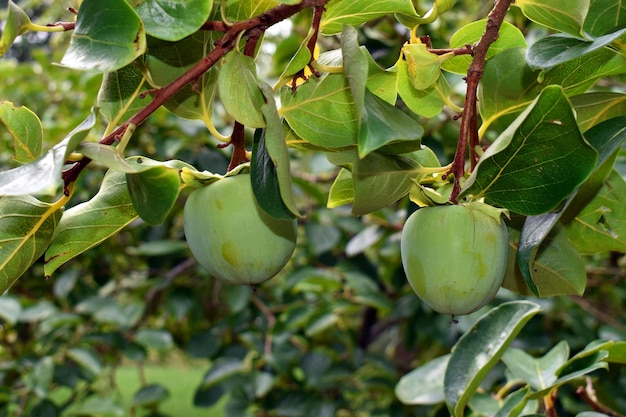 Green persimmon fruits Diospyros kaki on the tree