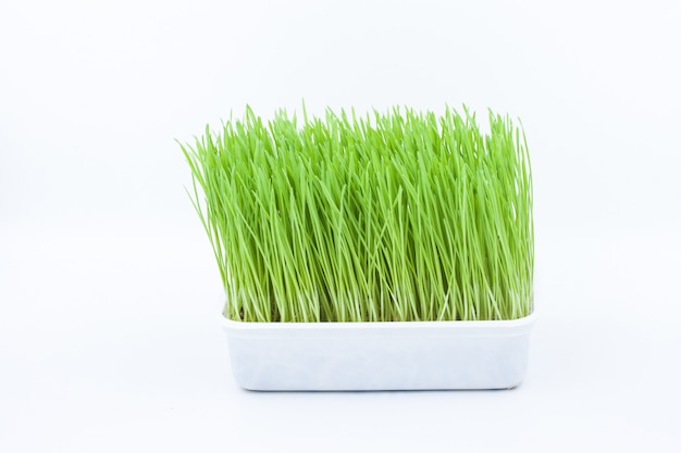緑のペット草、猫草
