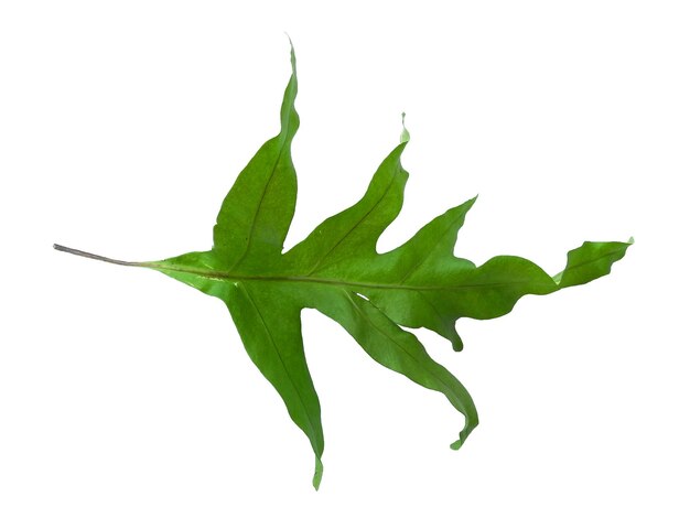 Green Phlebodium aureum leaves isolated on white background Green leaf texture