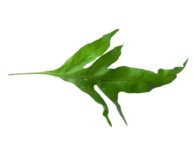 Green Phlebodium aureum leaves isolated on white background Green leaf texture