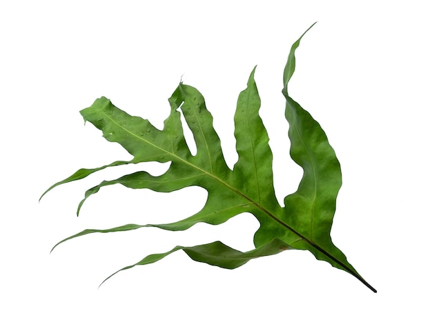 녹색 Phlebodium aureum 흰색 배경에 고립 된 잎 녹색 잎 질감