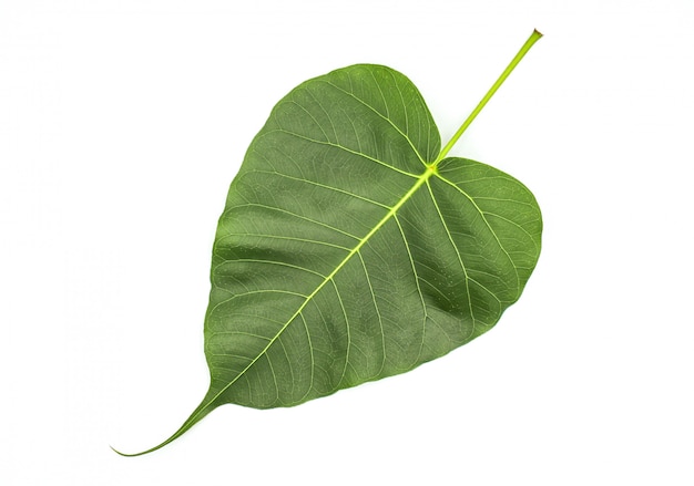 Green Pho leaves 