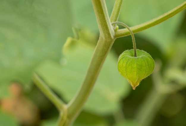 녹색 physalis 과일 physalis 개념을 성장 하는 방법