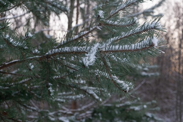 Foto ramo di pino verde coperto di neve in inverno