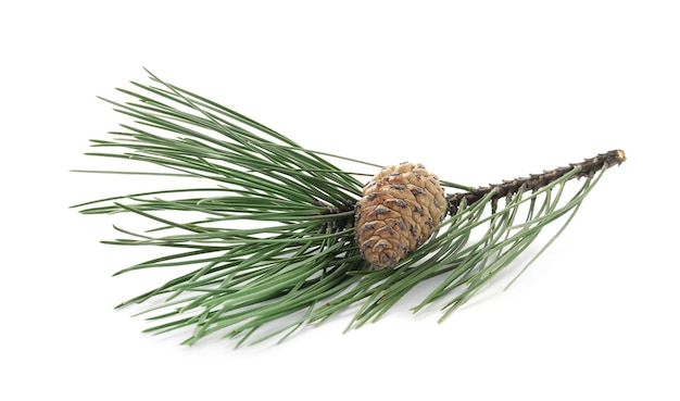 Green pine branch with cone isolated on white