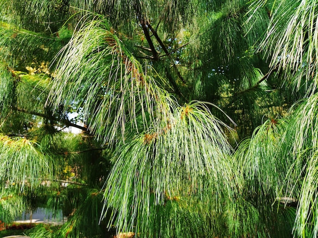 Green pine branch with long needles Evergreen gymnosperms conifers