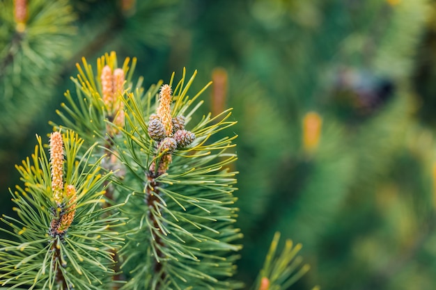 Green pine branches, closeup of evergreen tree.