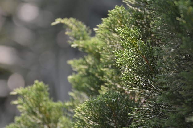 Green pine close up, Texture from pine tree bush