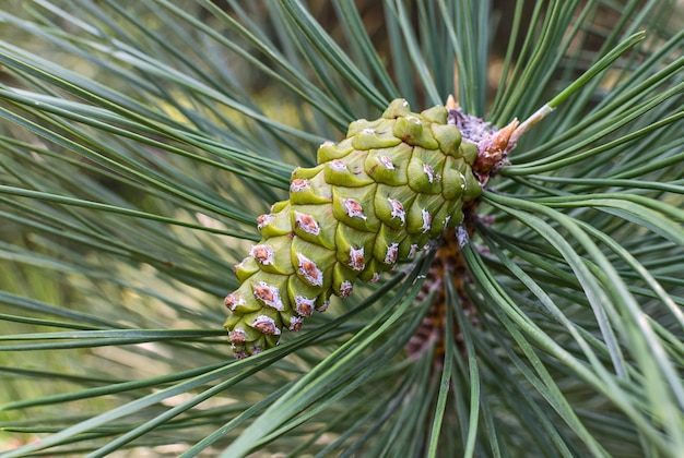 Green pine cone and needles close up