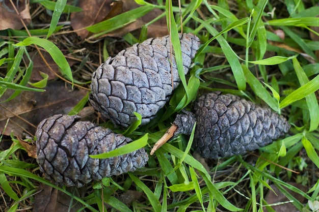 Green pine cone and pine-needles in the forest