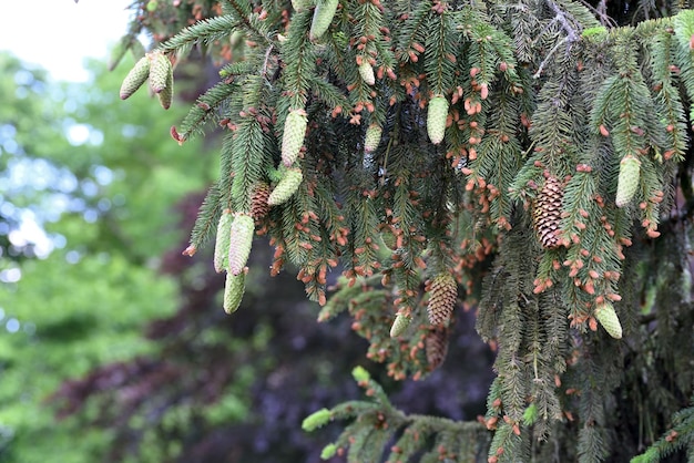 Green pine cones on a pine branch in summer.