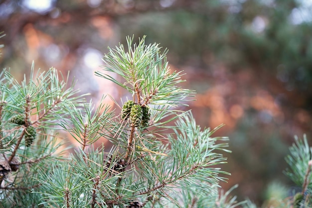 Green pine cones on a pine branch in summer.