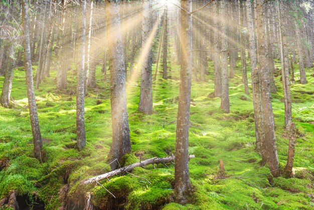 Green pine forest landscape