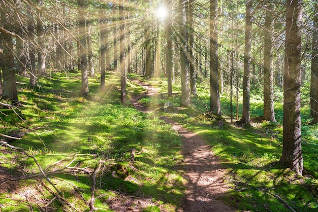 Green pine forest landscape