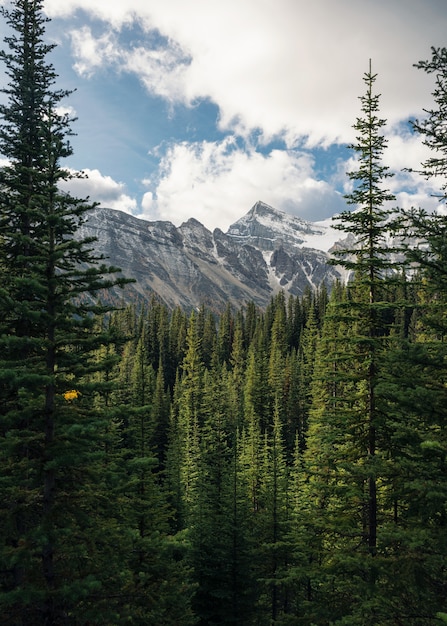 Photo green pine forest with rockies mountain and blue sky