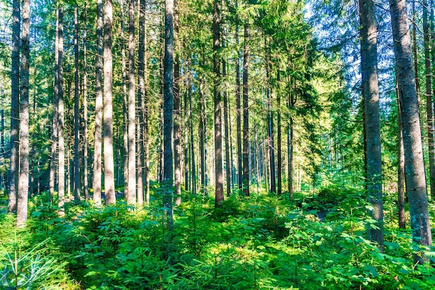 Green pine forest