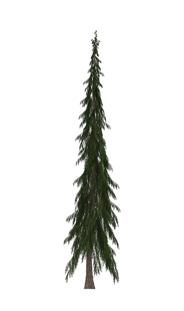 Green Pine kerstboom geïsoleerd op witte achtergrond Banner ontwerp 3D illustratie cg render