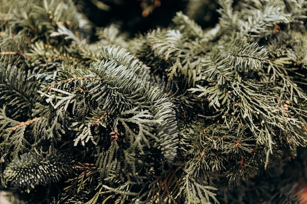 Green pine needles close up christmas symbol filled background