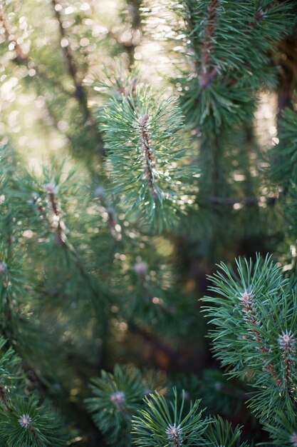 Green pine spruce tree at sunlight pine forest with small young
trees