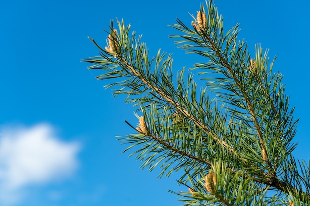 Green pine tree branch under blue sky in spring.