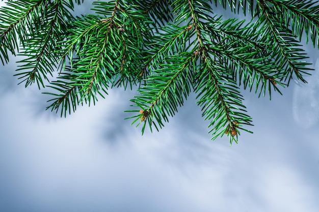 Green pine tree branch on white background