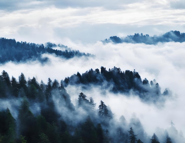 Photo green pine trees covered with fogs under white sky during daytime