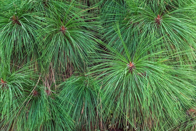 Green pine with long needles spruce forest pine branches