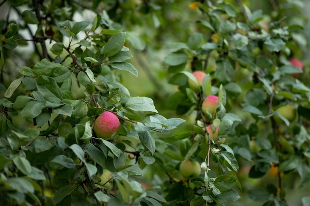 Green and pink apple on large branch of an apple tree with
green leaves summer garden fruit harvest healthy food vegan
vegetarian baby dieting concept local garden produce clean
food