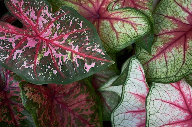흰색과 붉은색 잎이 있는 녹색과 분홍색 잎이 많은 식물.