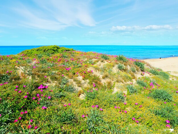 Foto riva verde e rosa a platamona sardegna