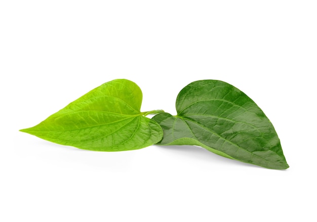 Green Piper betel leaf isolated on the white surface. Thai herb, Thai food (Wildbetal Leafbush) (Piper sarmentosum Roxb)