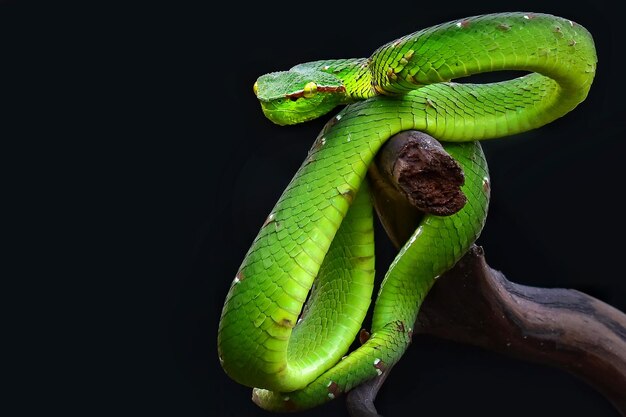 Foto vipera verde, serpente, vipera dell'albero