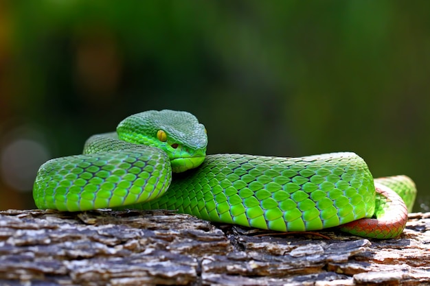 Foto serpenti di vipera verde