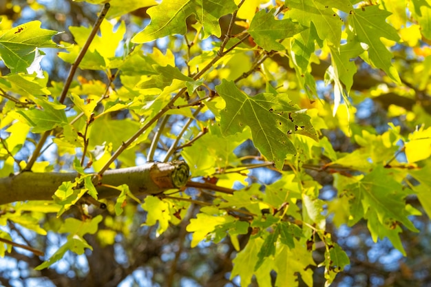 Зеленые листья платана на ветвях деревьев с солнечным светом. Platanus orientalis, Явор Старого Света, Восточный равнина, большое лиственное дерево с шаровидной головкой.