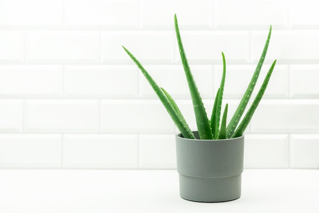 A green plant aloe standing in the bathroom Planting and gardening at home concept