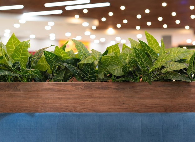 Defocused 빛 보케와 쇼핑 센터에 있는 카페에서 녹색 식물 배경
