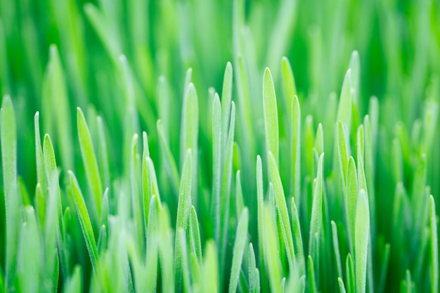 Green plant background young grass