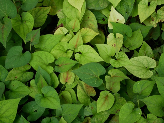 green plant background