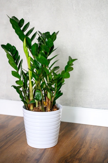 Green plant in a big white pot against a gray concrete wall and dark wooden floor