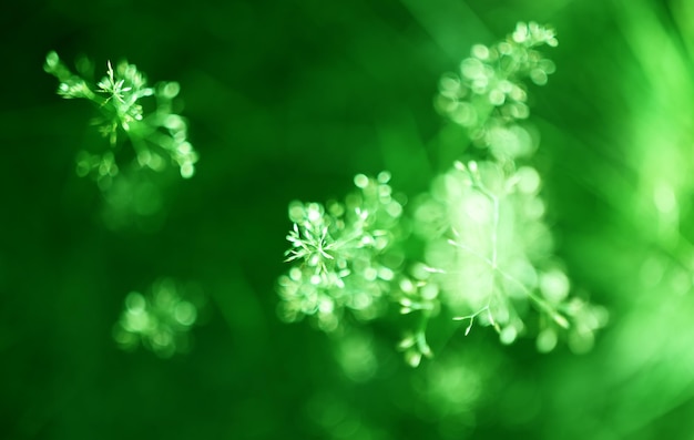 Green plant bokeh background hd