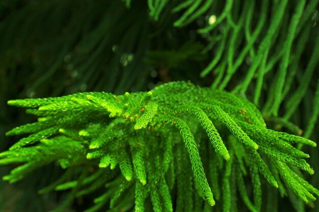 植物園の緑の植物の枝