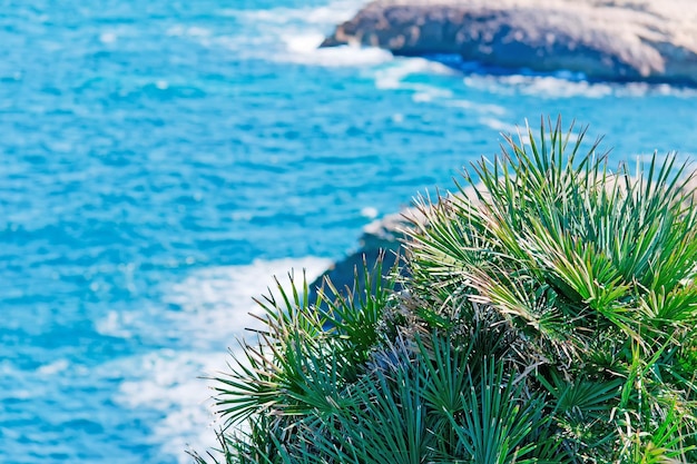 Foto pianta verde in riva al mare