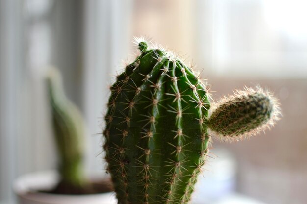 Green plant cactus