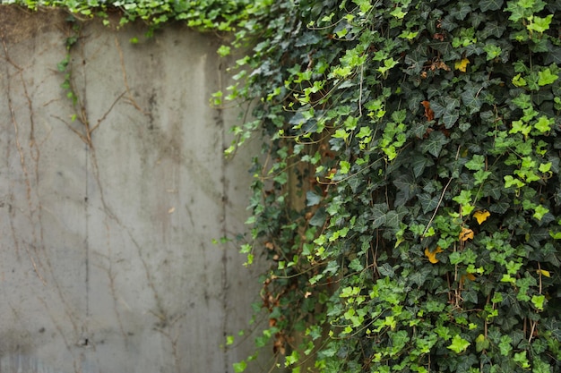 green plant cascades gracefully over a weathered brick wall creating a serene and inviting atmosphe