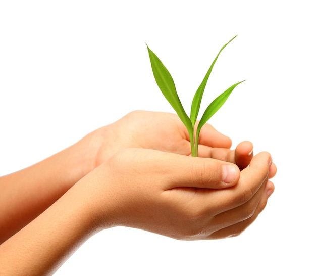 Green plant in children hands