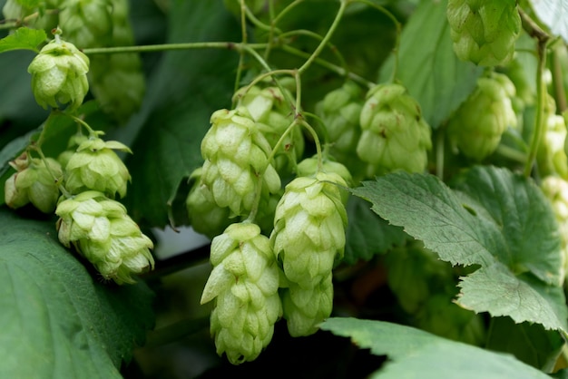 Pianta verde di luppolo rampicante con coni per la produzione di birra