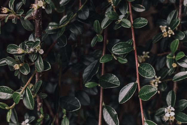 Photo green plant close-up