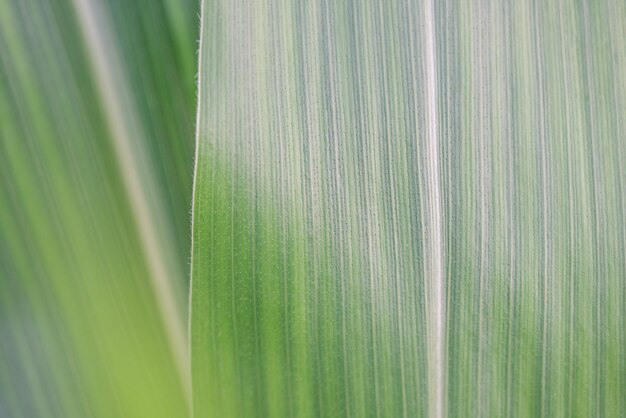 Green plant closeup as a background corn leaves macro photo