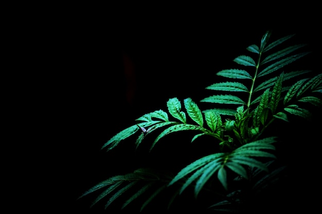 Foto pianta verde e sfondo scuro in natura