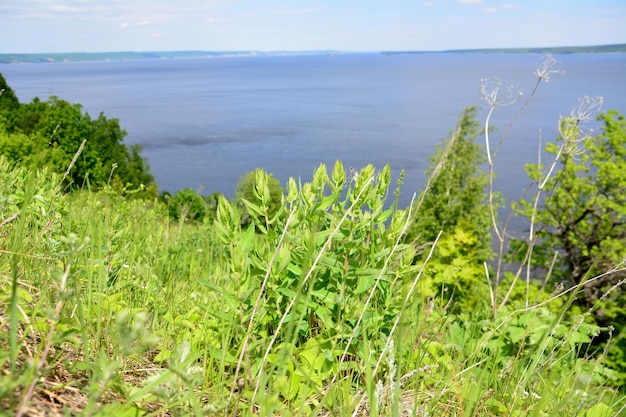 Foto pianta verde ai margini della montagna con vista sul fiume